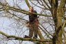 Aangekomen in boom 6 vanaf de weg. Er wordt per boom bekeken welke takken moeten worden verwijderd. Let op de veiligheidtouwen die de klimmer behoeden tegen vallen uit de boom.