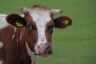Mooi gehoornde koe in het weiland van de maatschap Lootsma in Goënga