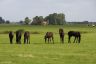 Friese paarden in de Lege Geaen.