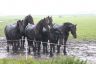 Friese paarden in de regen bij Goëngamieden.