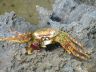 Crab op de rotsen op Curaçao