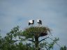  2x Ooievaaers op het nest aan de Steenwijkervaart,