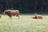 Stier en koe met kalf bij het dorp Havelte