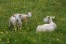 Lammeren met pas geschoren moederschaap in de wei bij Goënga.