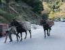 Daar gaan de ezels omhoog, de begeleider pakt de stok om de dieren aan te sporen van de grond. Dit is 2009 in Griekenland. Van dierenbescherming waarschijnlijk nog nooit gehoord.