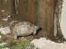 Landschildpad op het eiland Lesbos aan het drinken bij een klein waterstroompje in de bergen.