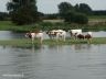 Koeien aan de IJssel