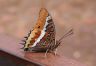 Vlinder op hek in het zuiden van Portugal. ( Algarve ).