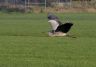 Blauwe reiger nabij het dorp.