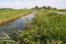 U nadert Goënga. Bloeiende berm langs de 'Hege Wier', met op de achtergrond de gelijknamige boerderij van de familie J. Buter.