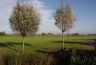 Ee n voorjaarsblik over het land rondom Goënga. Op de achtergrond de boerderij aan de Speersterdyk- Midlânsdyk  van de maatschap Abma.
