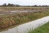 Nat geregende maar reeds geoogste maisvelden liggen er verlaten bij. Kraaien pikken de laatste korrels van het veld.