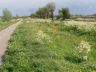 Zomer in Friesland. Knotwilgen met een forse kruin en bloeiend fluitekruid in de bermen.