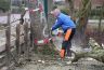 De stam van de bomen werden voor 10 euro per meter verkocht, waarbij de 'brutaalsten' hun naam al op het dikste deel van de boom hadden geschreven en deze middels een rood / wit lint hadden gemarkeerd.