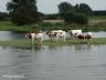 Aan de IJssel.