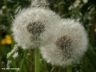 Uitgebloeide paardenbloem.