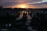 Sporen van tractoren in het land na de oogst ven het mais. Het licht van de opkomende zon doet de rest. Geoogst maisveld bij het dorp Goënga.
