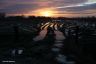 Sporen van tractoren in het land na de oogst ven het mais. Het licht van de opkomende zon doet de rest. Geoogst maisveld bij het dorp Goënga.